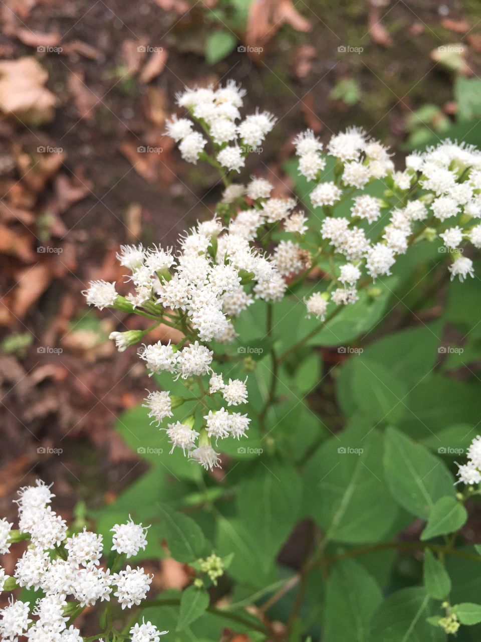 Beautiful weeds