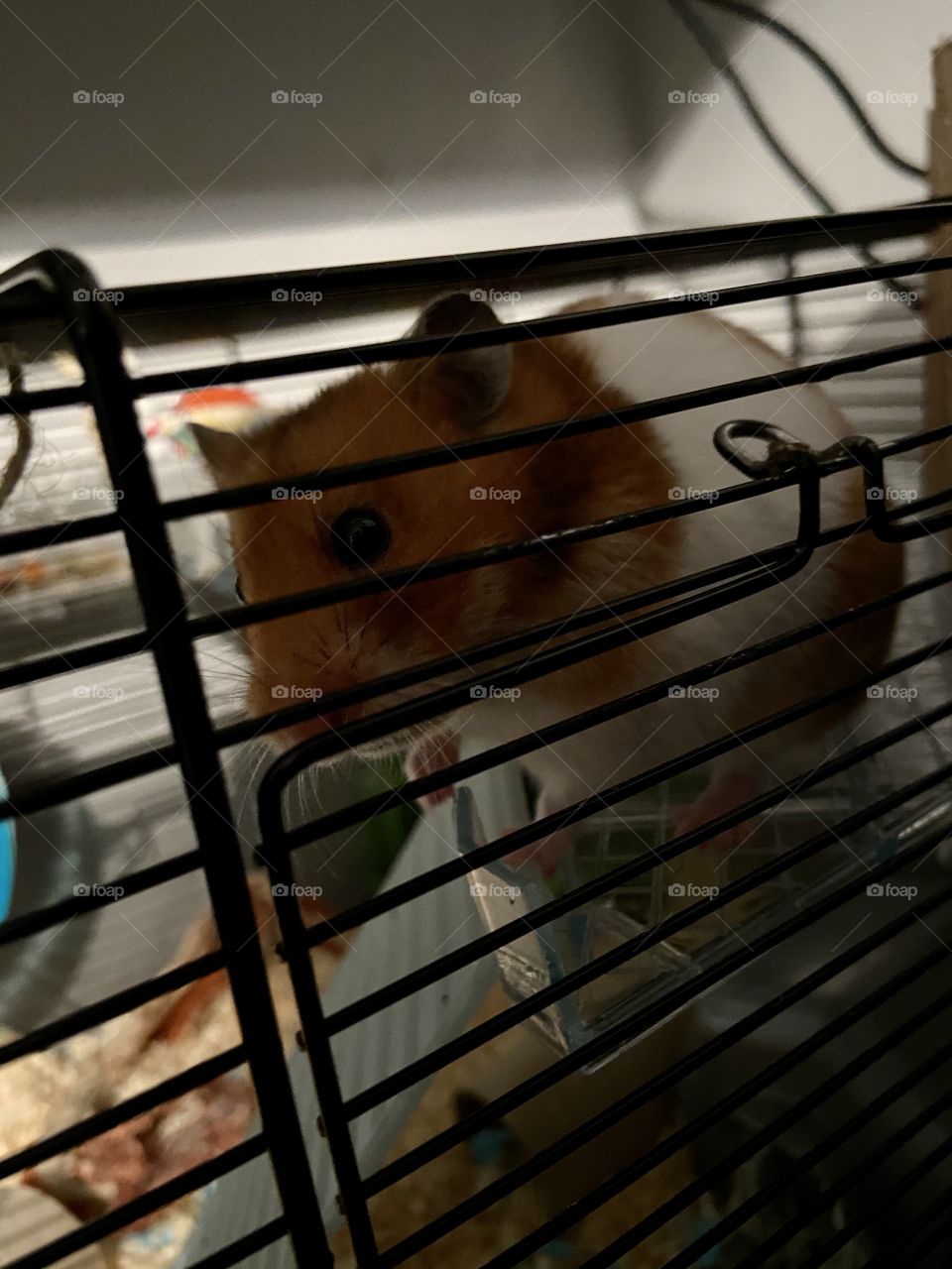 Jeemi 🐹