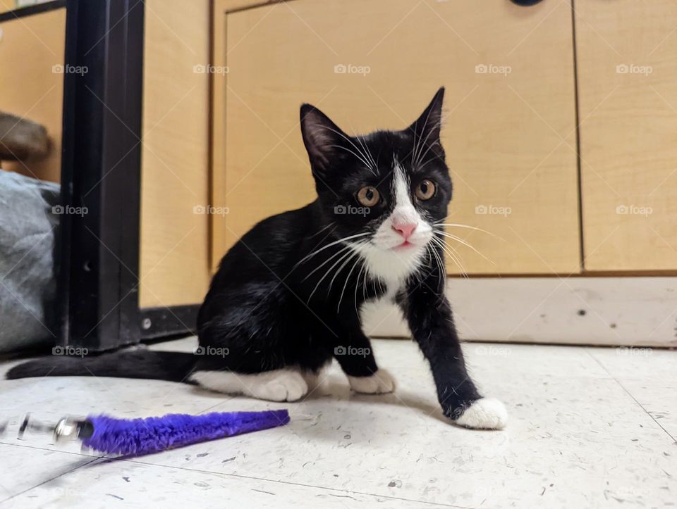 Every day is Caturday