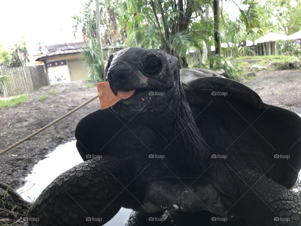 Turtle 