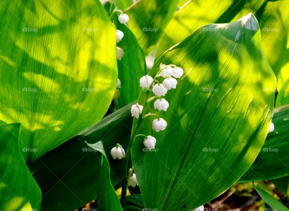 Lily of the Valley