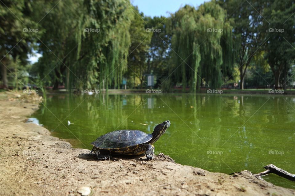 Turtle standing by the lake in a scenic and beautiful landscape