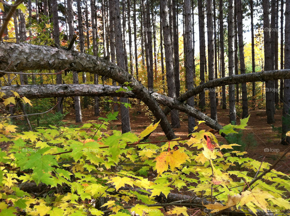 trees forest woods autumn by peacephotos