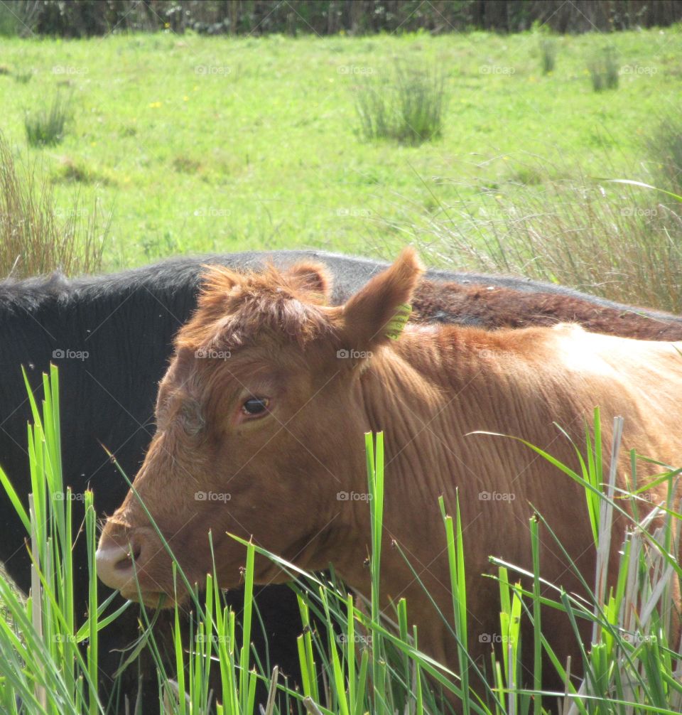 steart salt marshes with cows grazing