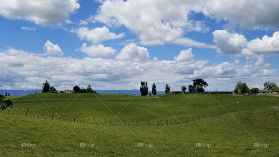 new Zealand fields