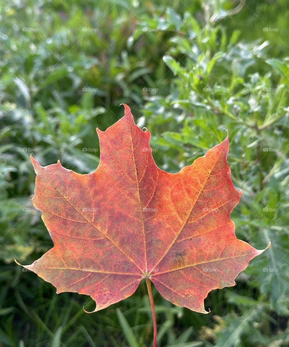 A maple leaf - the lesser color of autumn - the fall color - Acer rubrum