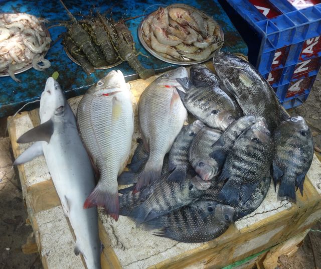 fish market in Kerala