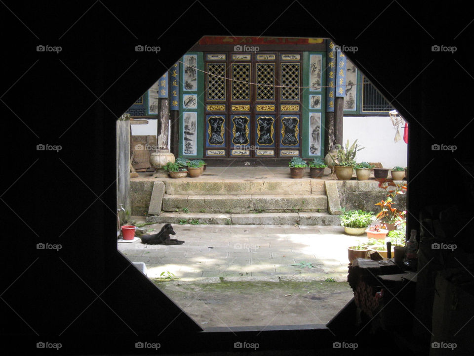 plants china chinese dog by mengzishiliu