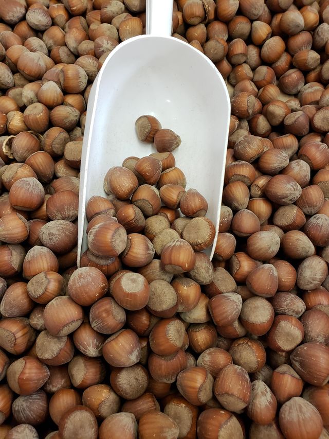 Closeup details and texture of freshly harvested hazelnuts in the fall