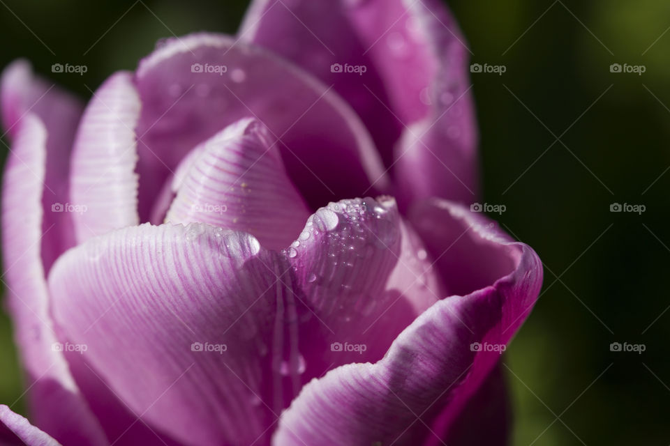 purple tulip after rain.  beautiful spring flower