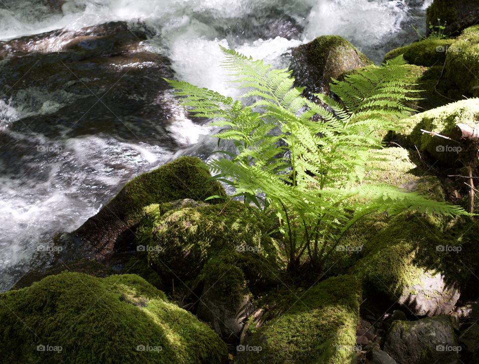 A wild fern plant highlighted by sun peaking through thick forests on the rocky banks of a rapid flowing creek in Western Oregon on a sunny spring day. 
