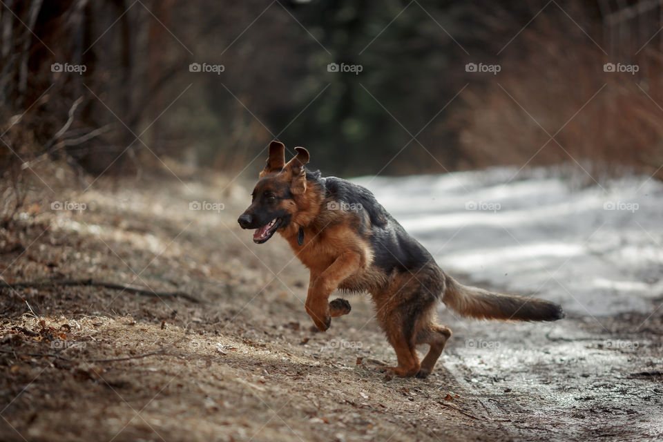 German shepherd 7-th months old puppy in a spring forest at sunny day