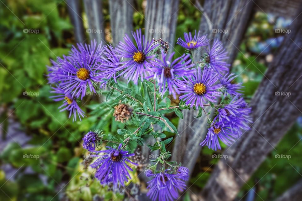 Close-up of flowers