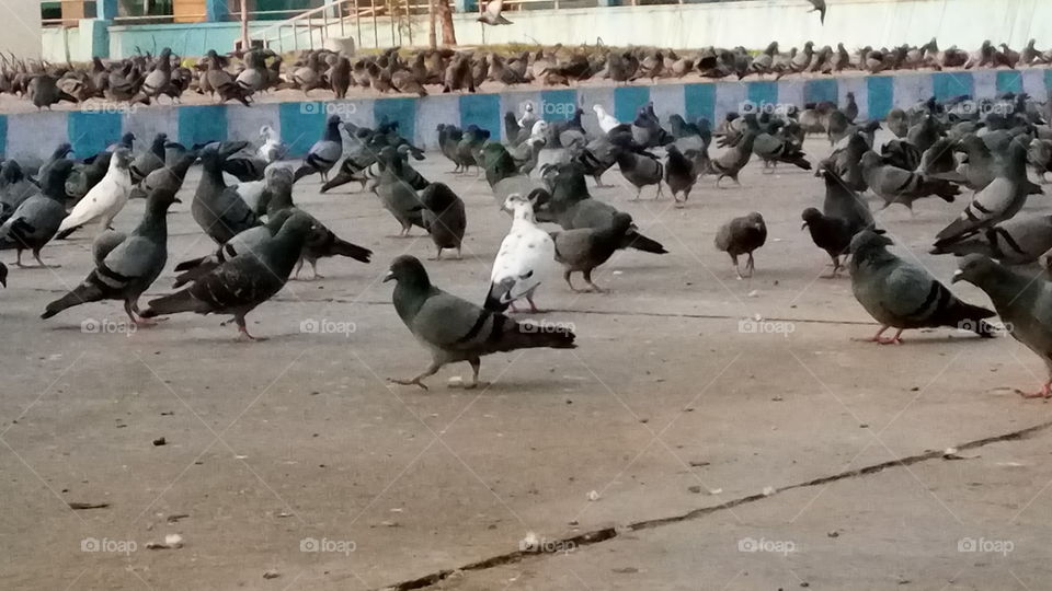 pigeons at Hyderabad
