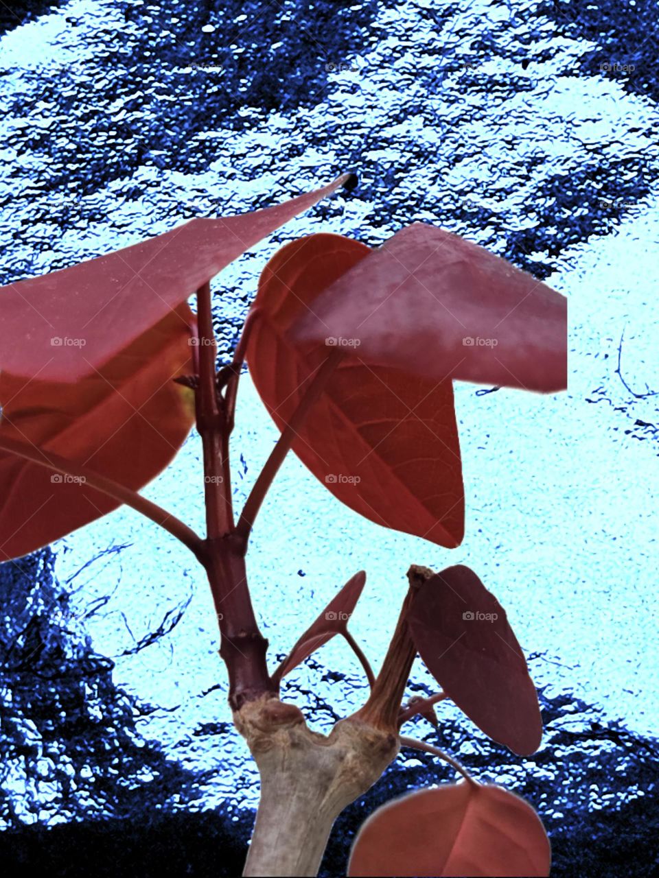 Vibrant blue glass with red
leaves in the foreground.
It creates a striking contrast
between nature and man-made
elements. It shows the beauty of the
natural world against a bold,
contemporary background.