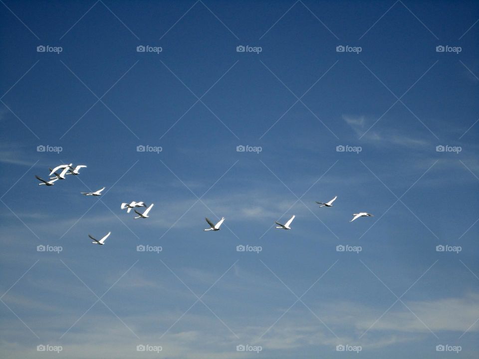 swans flying in blue sky background