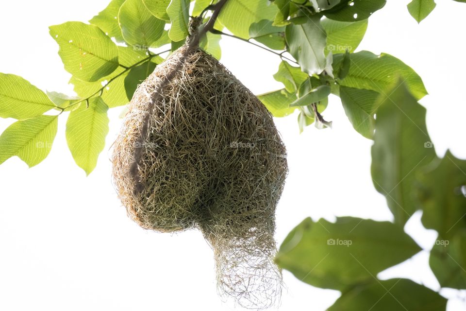 Bird nest look like a heart shape