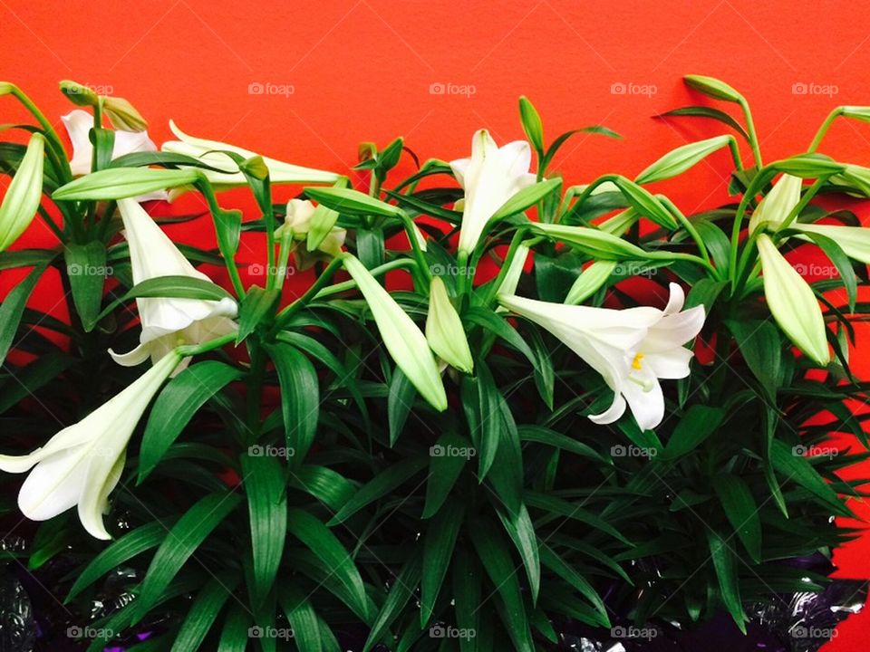 Easter lilies