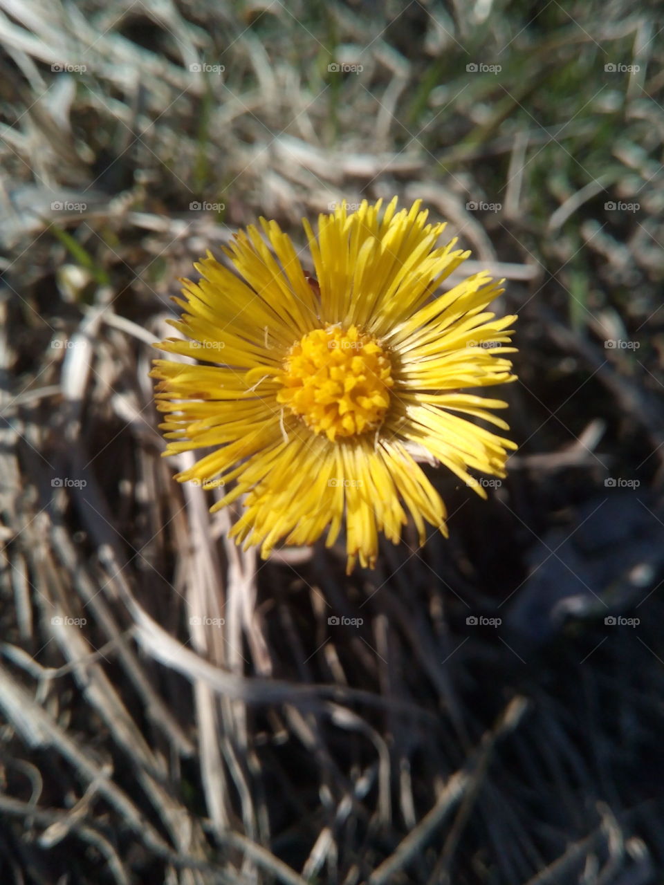 Nature, Flower, Flora, No Person, Leaf