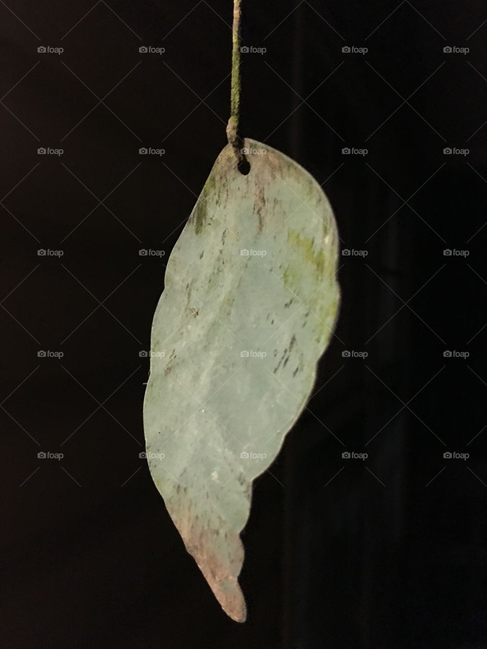 Leaf in night 