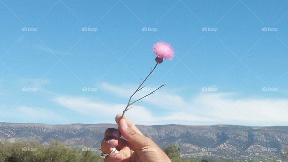 i m holding beautiful flower.