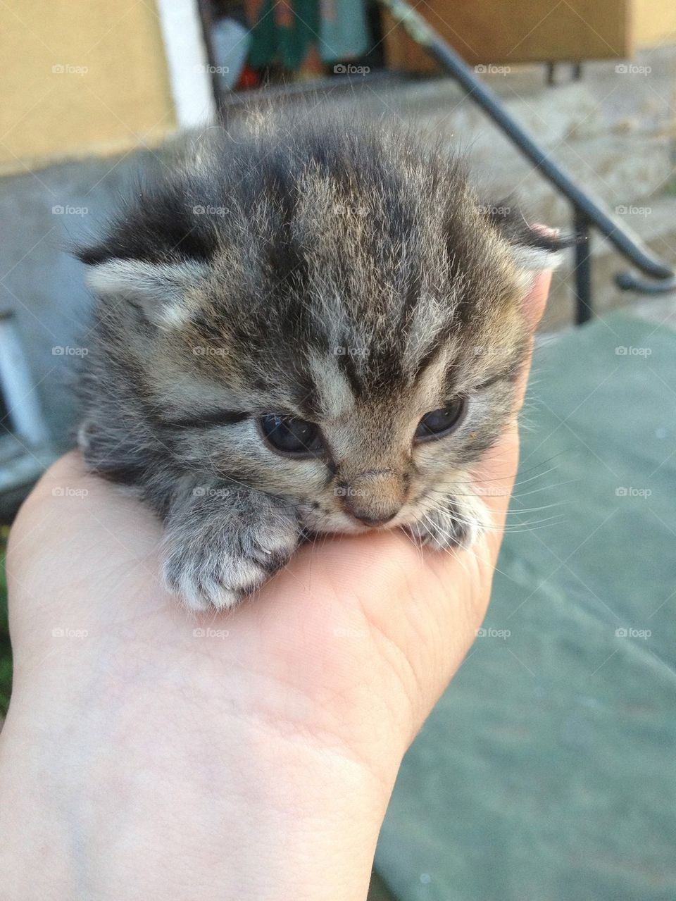 Little Kitty of ours