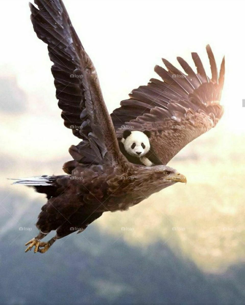 a best charitable in wildlife