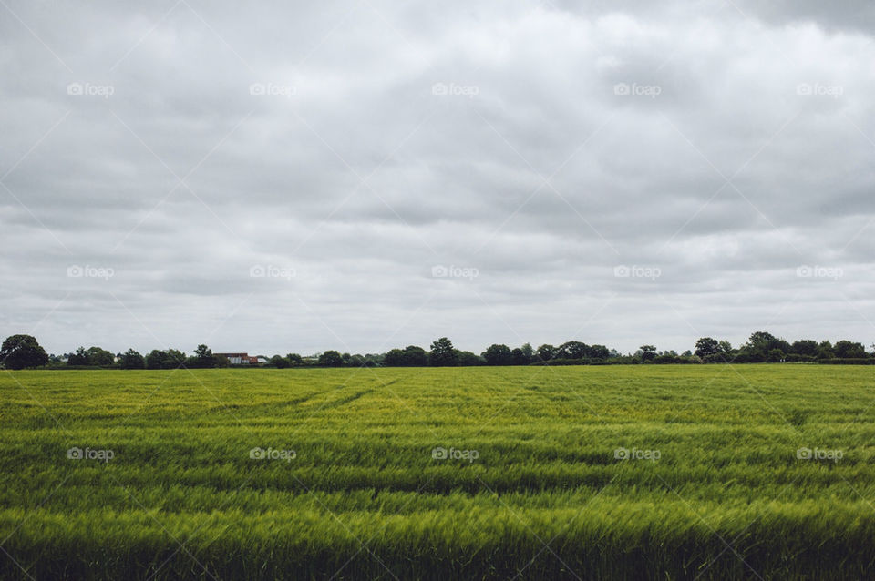 Essex fields