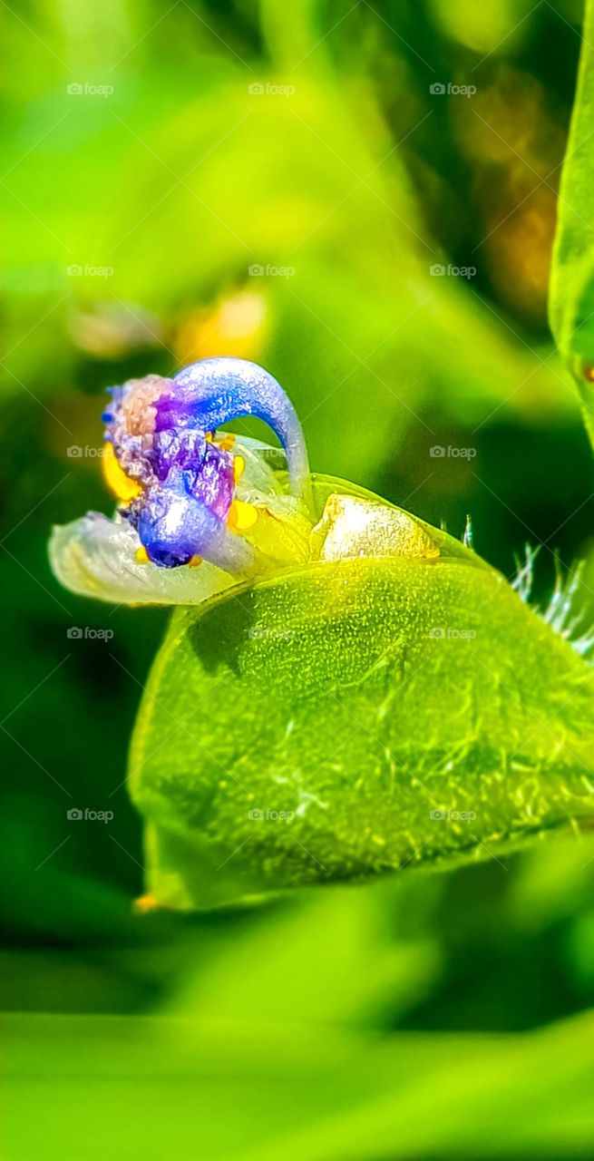 Plant: Commelina communis, commonly known as the Asian dayflower, is an annual herbaceous plant in the dayflower family. It gets its name because the flowers only last a day.