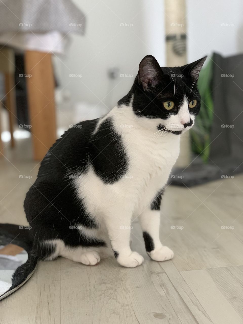 Cute kitten in the kitchen 