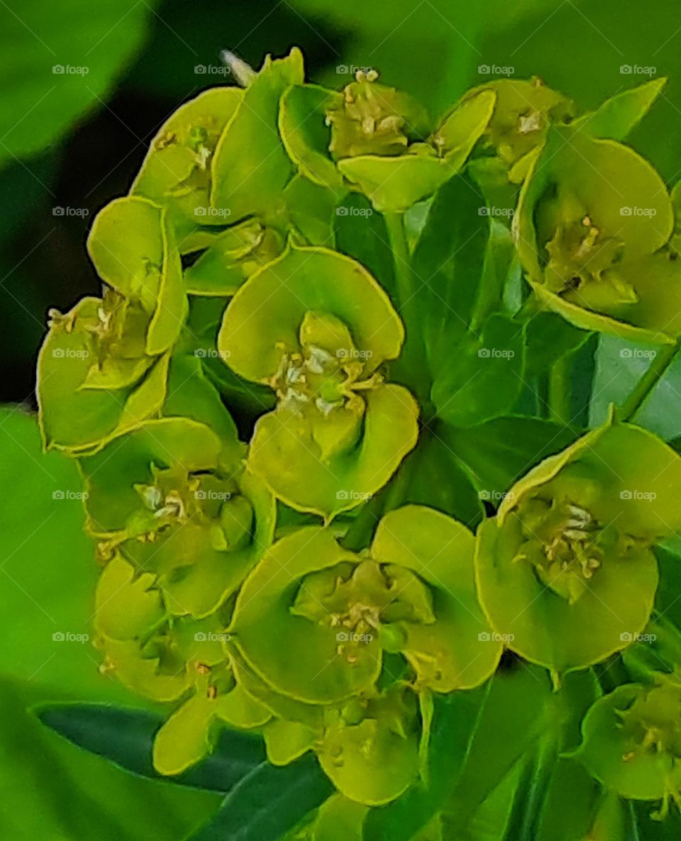 lime coloured flowers of wild euphorbia