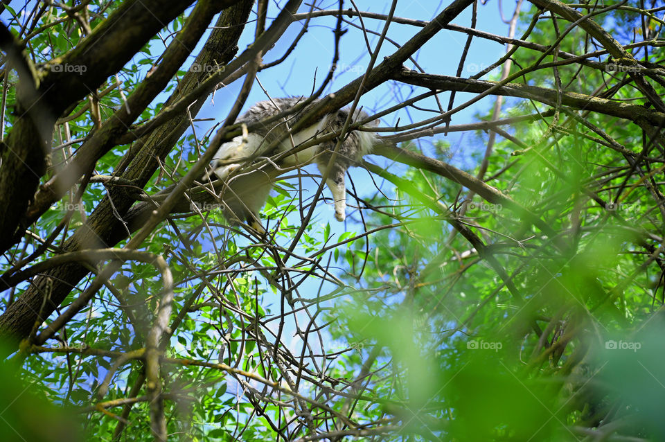 A relaxed stray cat in the park was on the branches 