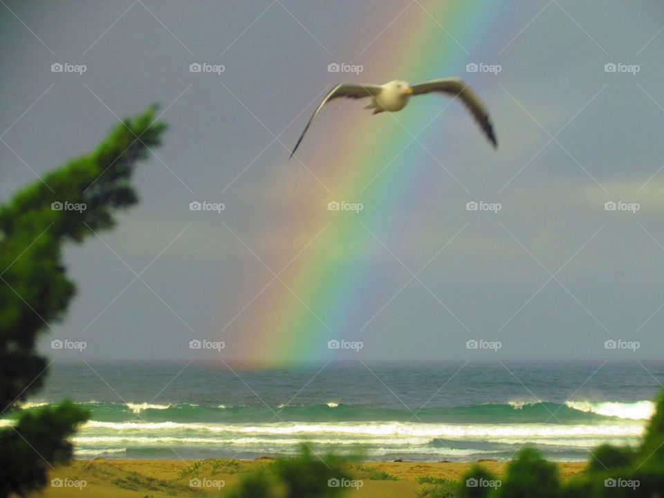 "Rainbow Photo Bomb"