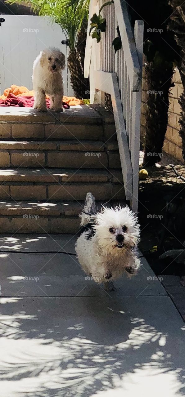 Oreo and Rascal wet from bath.  Oreo flying to me with excitement!