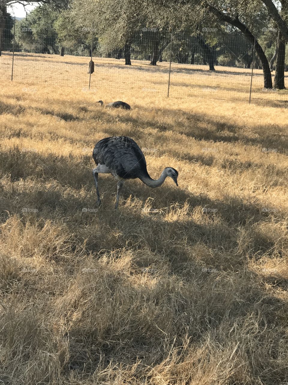 Wildlife, No Person, Animal, Nature, Grass
