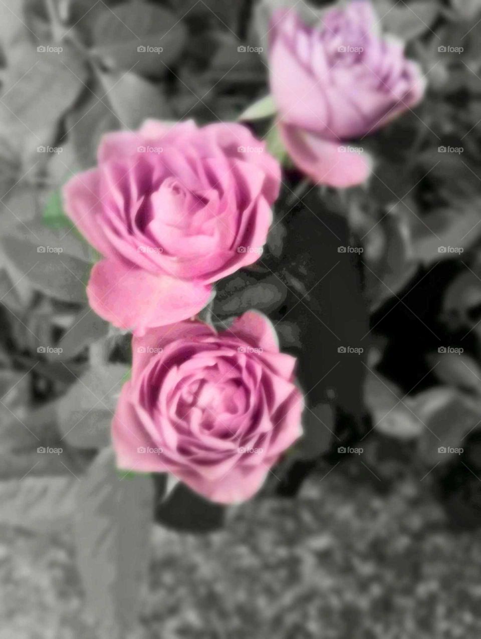 Rose, Flower, Floral, Petal, Love