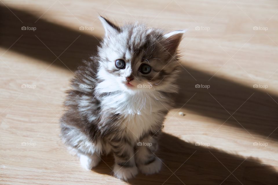 kitten with big blue eyes