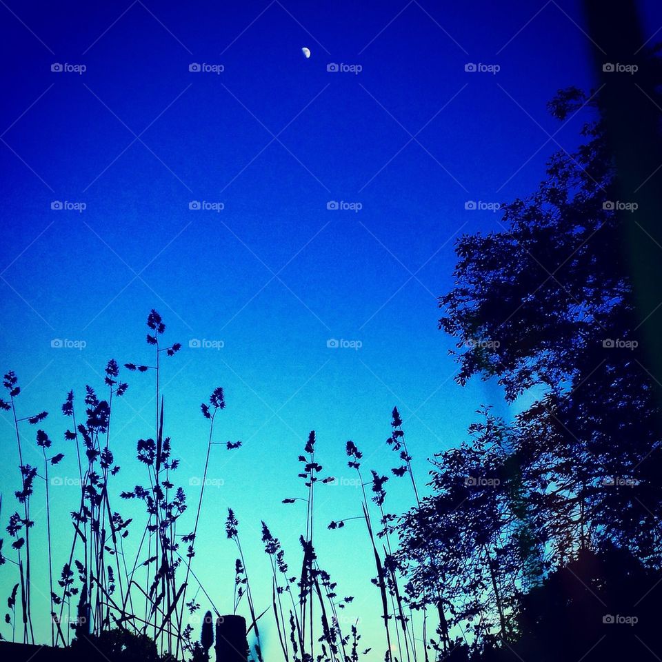 Beautiful moon 