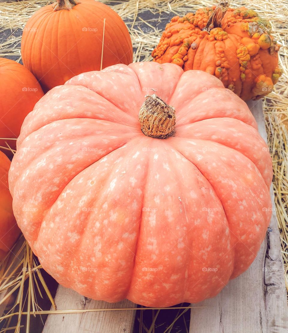 A special peach color pumpkin with an interesting unique texture and white blotches.