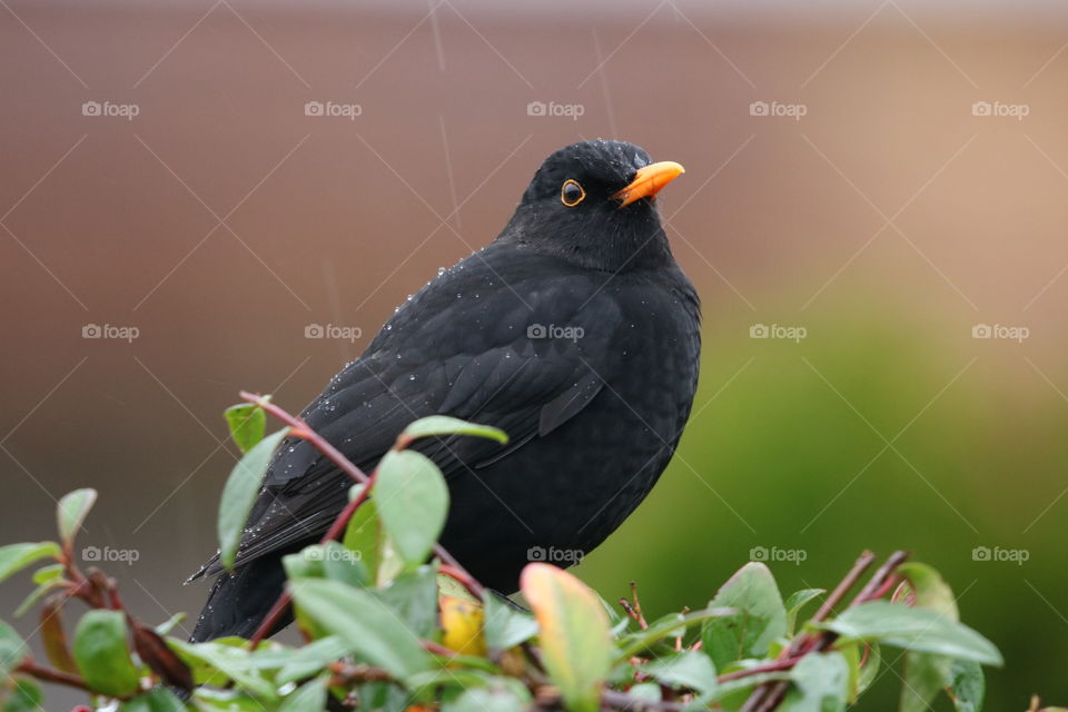 Blackbird 