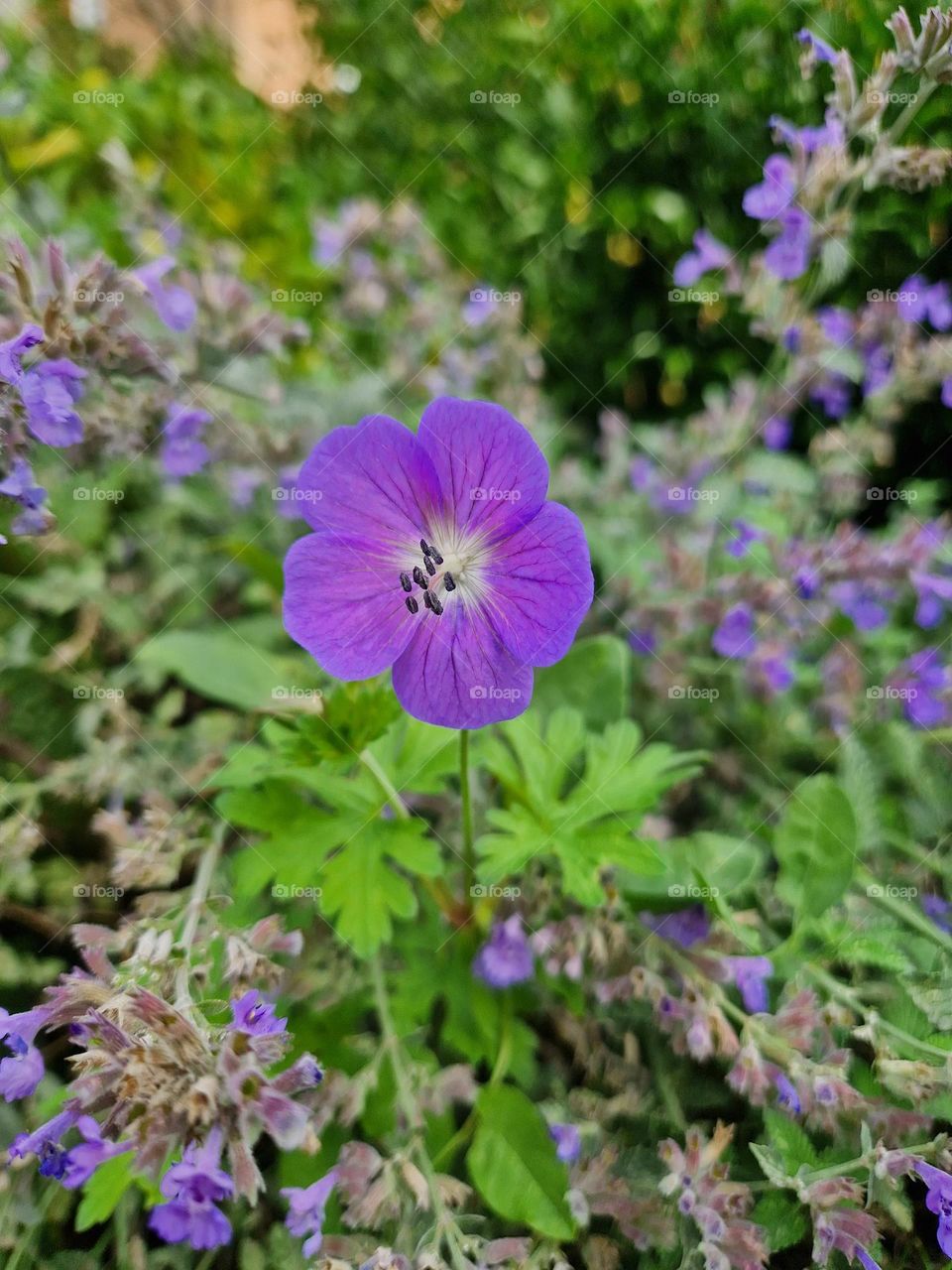 purple flower