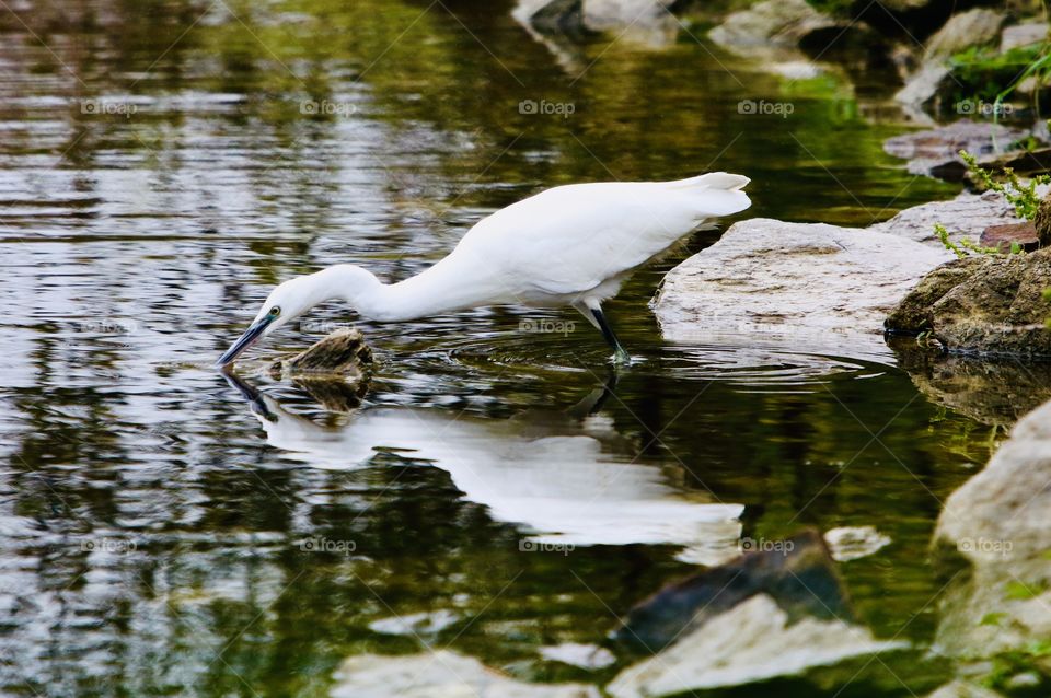 Little egret 