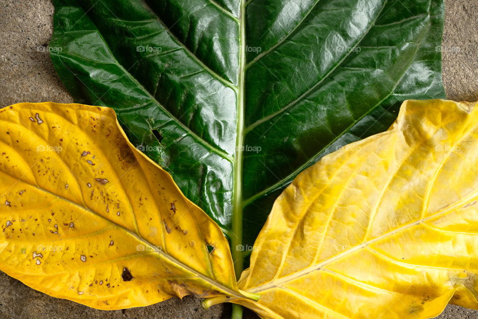 Green and yellow leaves on concrete background presents texture and color.