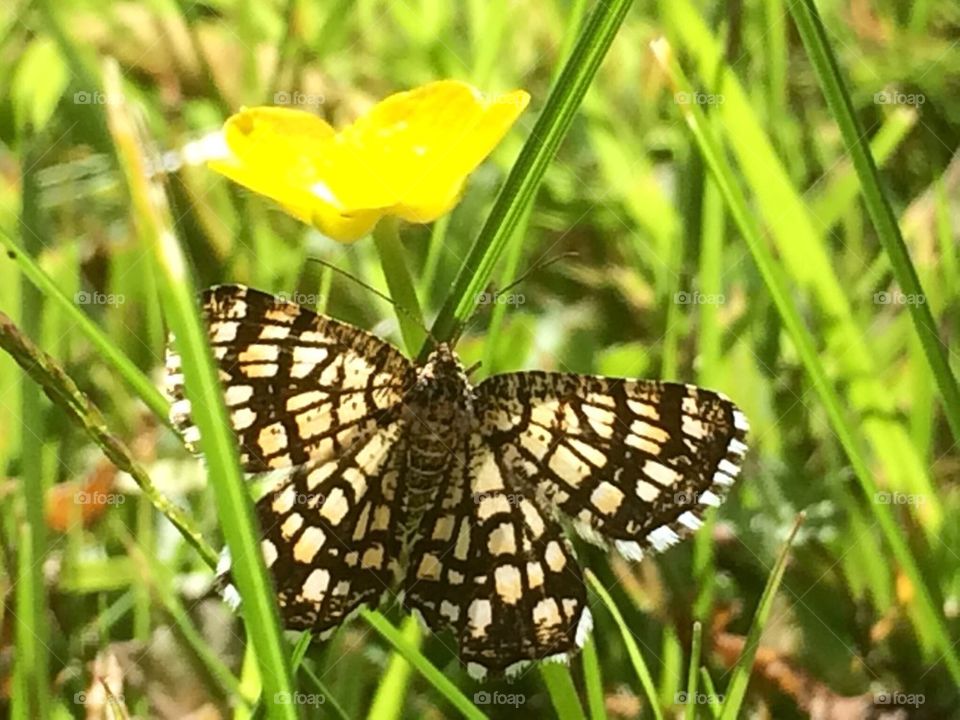 Fritillary in sweden