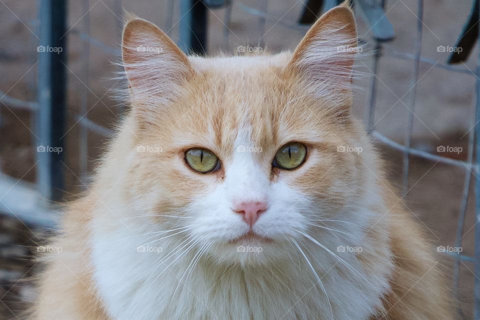 Long Haired red and white cat in front of a fence in San Miguel de Allende, Mexico ,