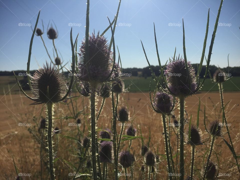 Thistle, Flower, No Person, Outdoors, Nature