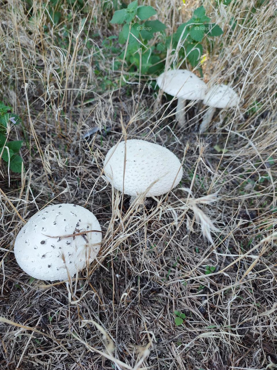 Saproamanita vittadinii mushrooms in the grass