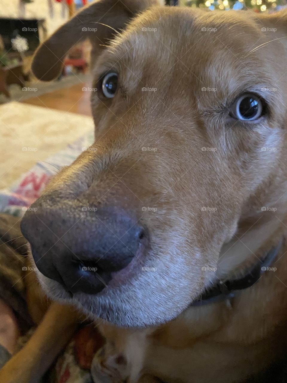 Hello from the puppy 