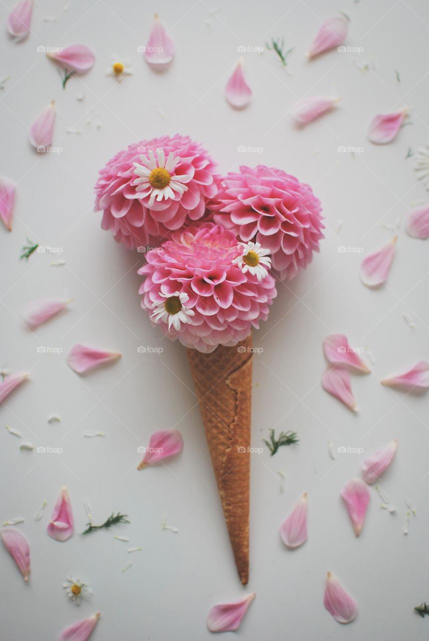 Dahlia summer icecream - pink flower daisy cone