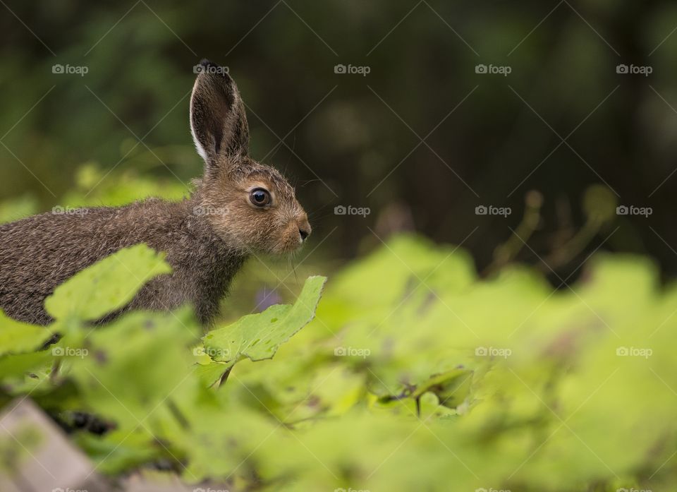 Mountain hare searching for fresh grass and leaves in the lush garden.